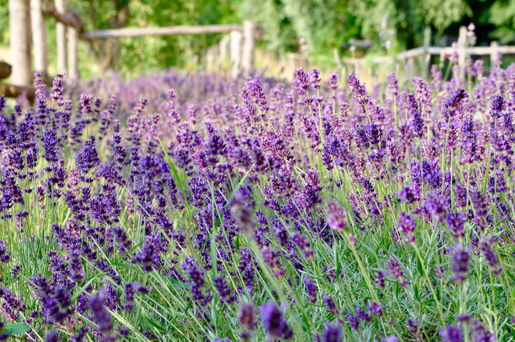 Bed and Breakfast Le Macine Relais Cairo Montenotte Exteriér fotografie